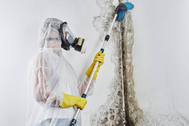 Best Local Mold Removal Service  in Vidalia, GA
