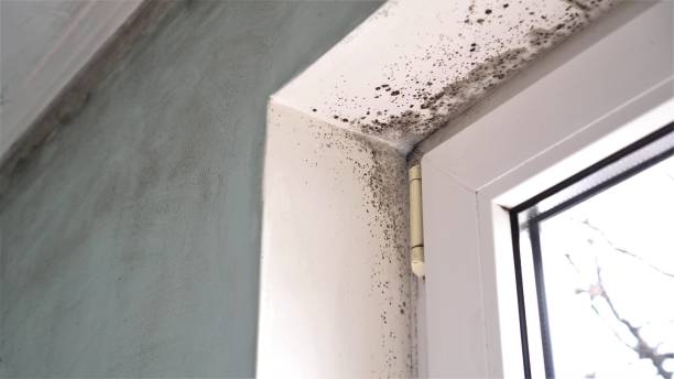 Best Crawl Space Mold Removal  in Vidalia, GA