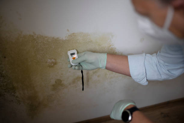 Mold Testing and Removal in Vidalia, GA
