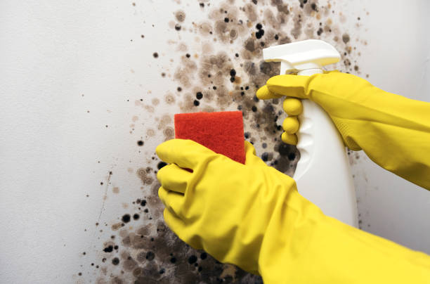 Best Black Mold Removal  in Vidalia, GA
