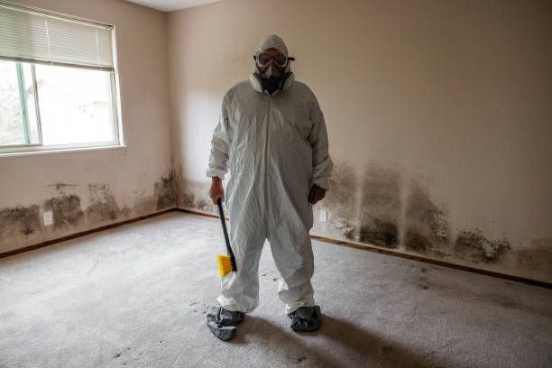 Mold Removal Process in Vidalia, GA