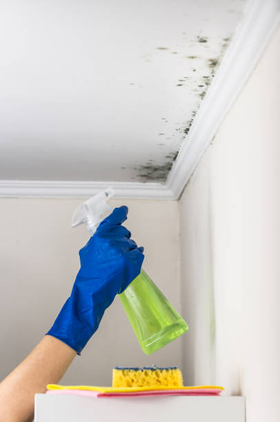 Best Mold Cleaning Services  in Vidalia, GA