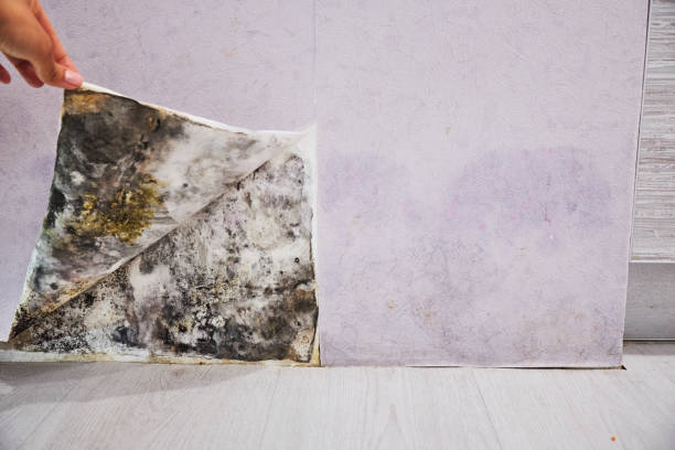Best Professional Mold Removal  in Vidalia, GA